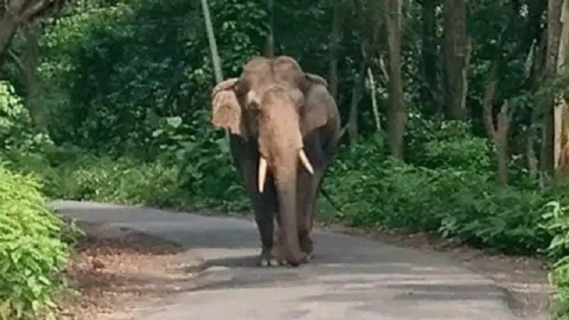 बिहार के नवादा में पागल हाथी ने 6 लोगों को कुचला, चार की मौत