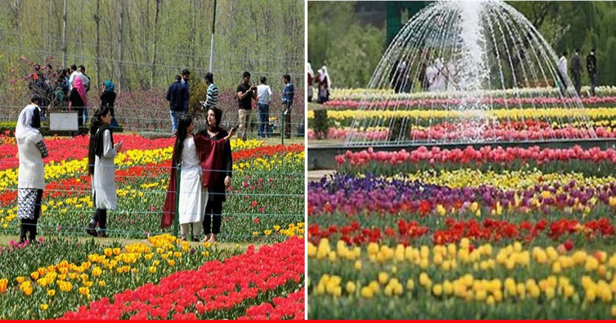दो साल बाद खुला एशिया का सबसे बड़ा Tulip Garden