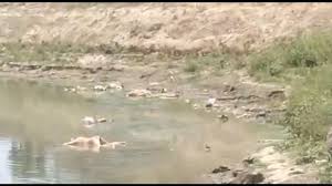 यूपी में नदी में प्रवाहित किए गए शवों को नोच रहे कुत्ते, कांग्रेस बोली योगी सरकाार के दावे झूठे