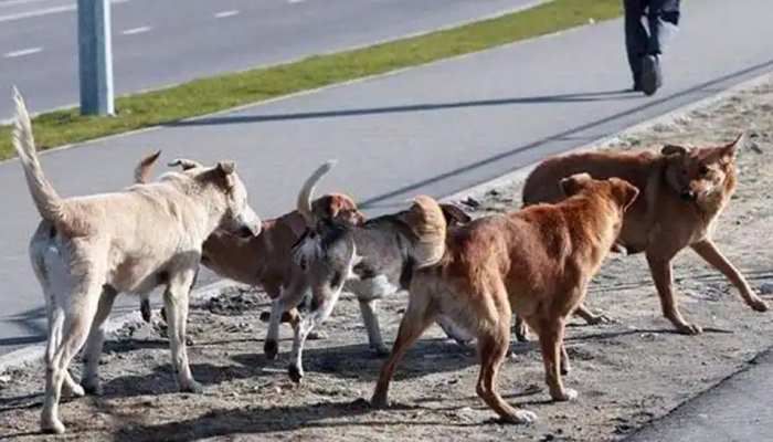 एमपी के इंदौर में निर्दयता : तेजाब छिड़ककर 5 कुत्तों को मार डाला