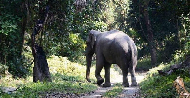 झारखंड में झुंड से बिछड़े हाथी ने गुस्से में दो महिलाओं समेत 5 लोगों को मार डाला