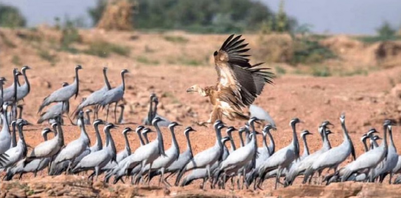 राजस्थान में प्रवासी पक्षी कुरजां में फैला बर्ड फ्लू, 189 की मौत 