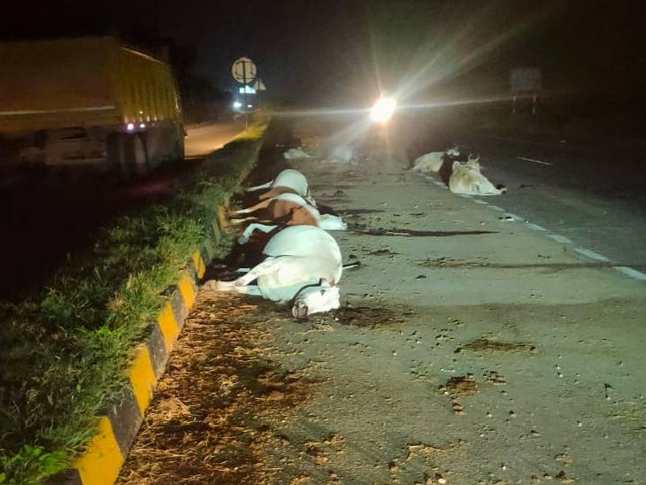 एमपी: जबलपुर-प्रयागराज रोड पर बैठे थे मवेशी, रीवा के पास ड्राइवर गाड़ी चढ़ाते हुए निकल गया, 9 गोवंश की मौत