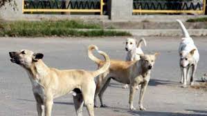 Andhra News: सरपंच के आदेश पर 18 कुत्तों की जहर देकर हत्या, मार्च में भी 100 कुत्तों को मारा था