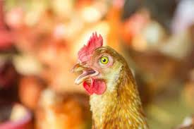OMG: मुर्गे की बलि चढ़ाने गए शख्स की मौत, बाल-बाल ऐसे बच गया मुर्गा