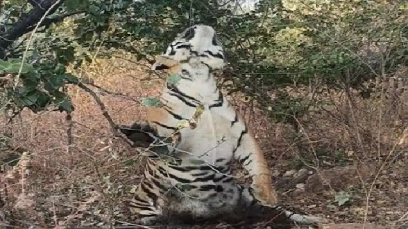 मध्य प्रदेश के छतरपुर के जंगल में तार के फंदे से झूलता मिला बाघ का शव, जांच शुरू