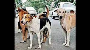 बिहार के बेगूसराय में 15 कुत्तों को गोली मारी, कुत्ते के काटने से एक की मौत, महिलाएं डरकर घर से नहीं निकल रही थीं