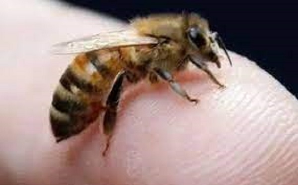 मधुमक्खियों के हमले से मची अफरातफरी, भगदड़, राहगीर घायल